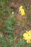 Bird's-foot trefoil